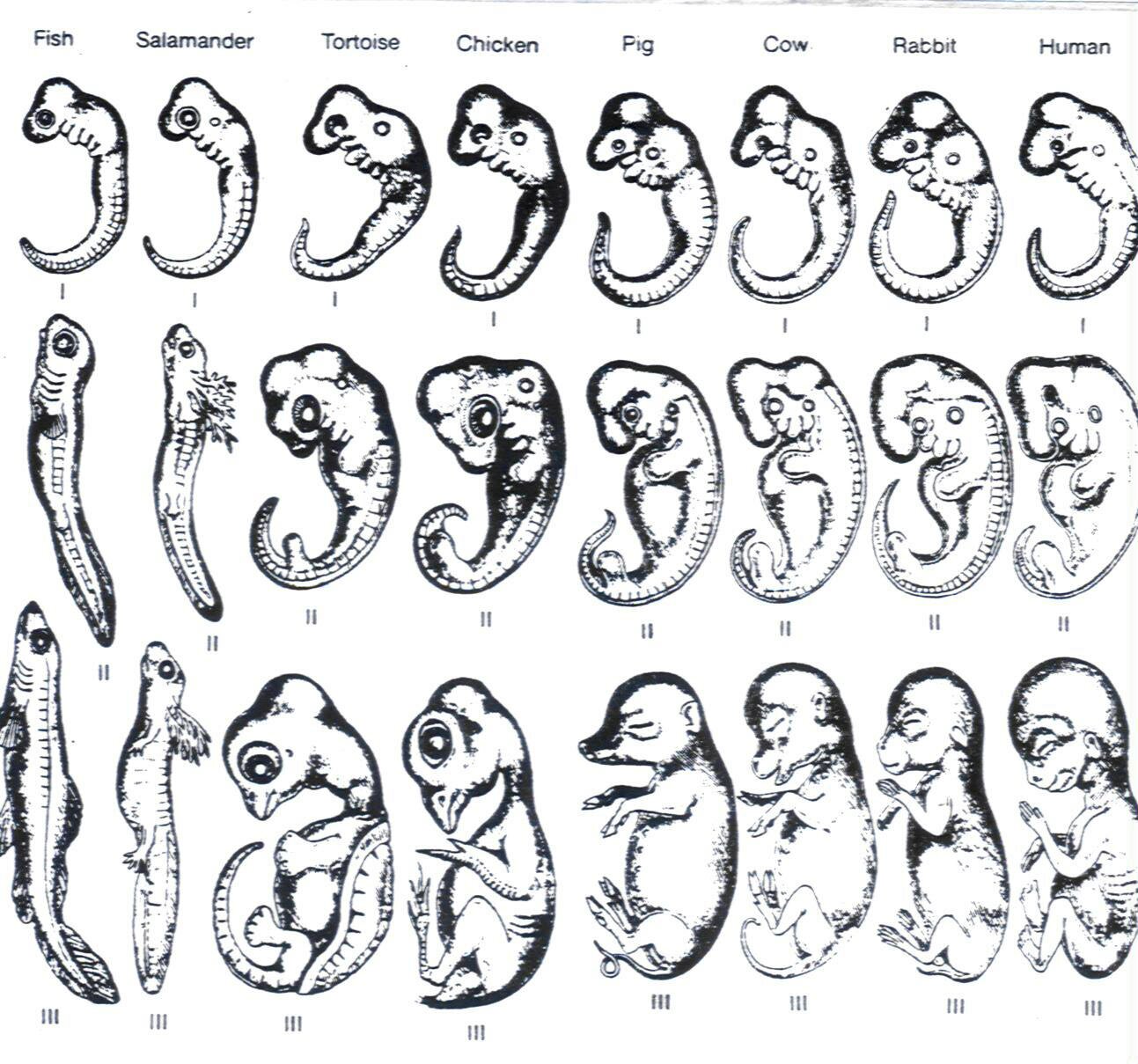 Embryo Comparisson